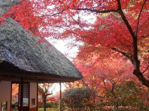 九年庵の紅葉