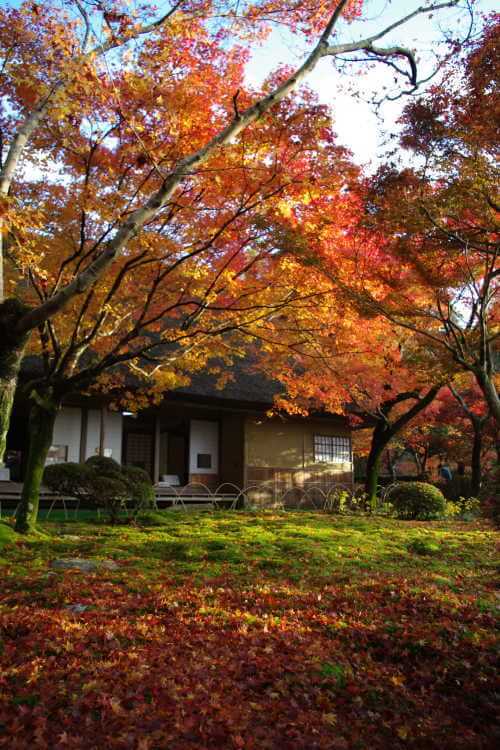 九年庵の紅葉