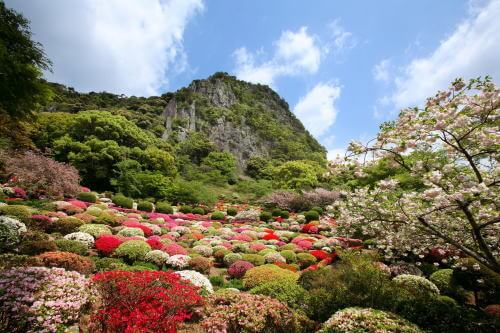 御船山楽園のツツジ