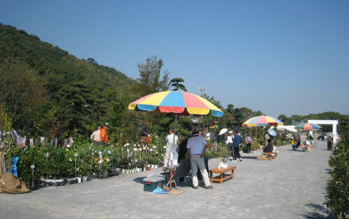 春の祐徳植木市