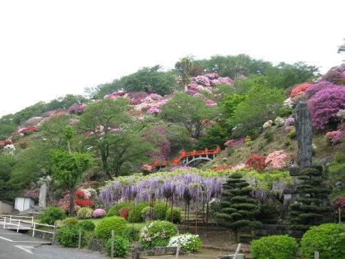祐徳稲荷神社のツツジ