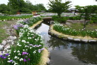 大和中央公園　花しょうぶ園