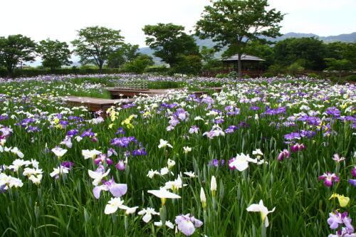 大和中央公園　花しょうぶ園