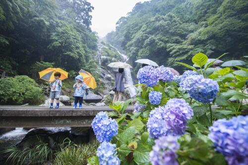 見帰りの滝のアジサイ