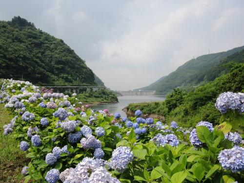 中木庭のアジサイ