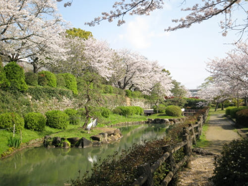 旭ヶ岡公園の桜