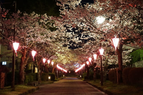 旭ヶ岡公園の夜桜ライトアップ