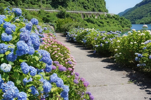 中木庭のアジサイ