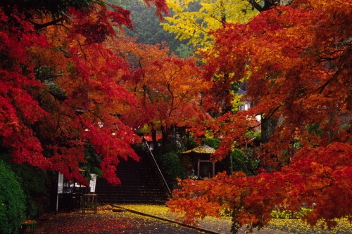 大興善寺の紅葉