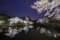 御船山楽園の桜ライトアップ