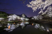 御船山楽園の桜