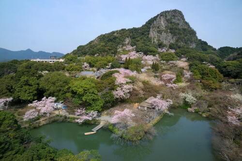 御船山楽園の桜