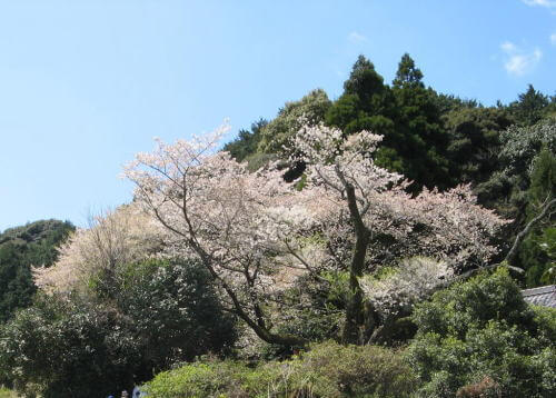 實相院の桜