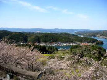 高尾山公園の桜