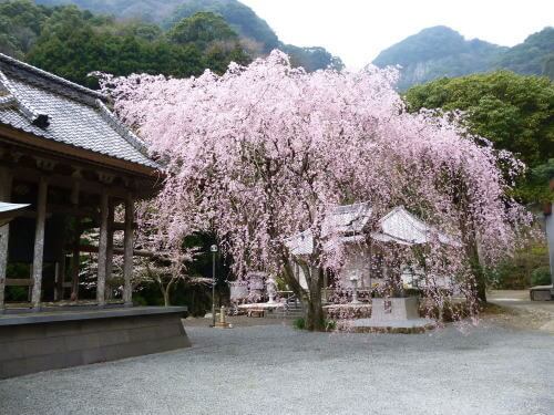 實相院の桜