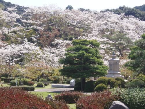 西渓公園の桜