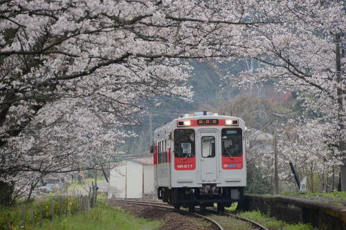 浦ノ崎駅の桜並木