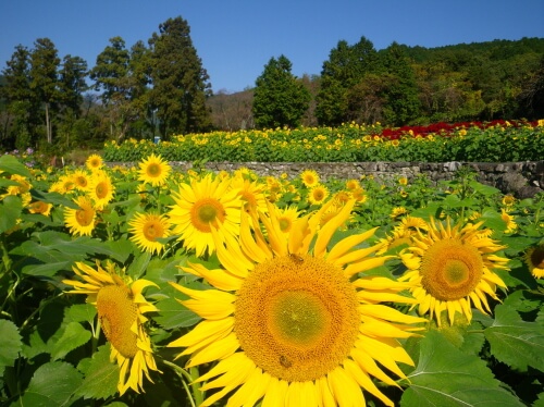 山田ひまわり園