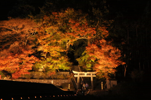 大山祇神社の紅葉ライトアップ