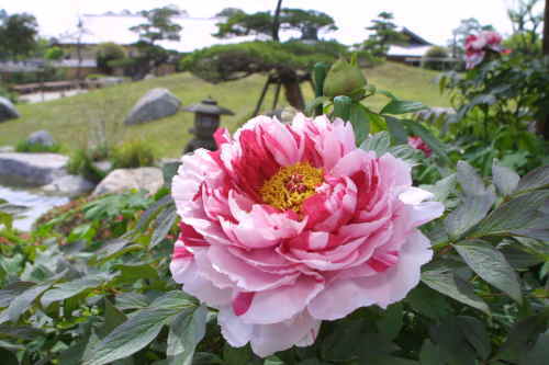 ぼたんと緑の丘の芍薬