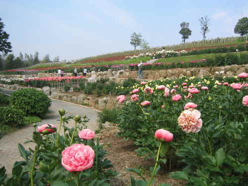 ぼたんと緑の丘の芍薬