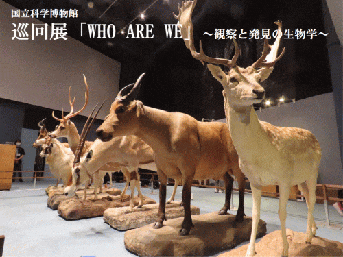「WHO ARE WE」～観察と発見の生物学～ 国立科学博物館収蔵庫コレクション｜Vol.01哺乳類