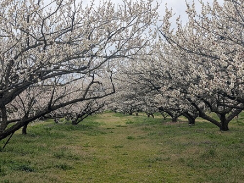 伊万里梅園