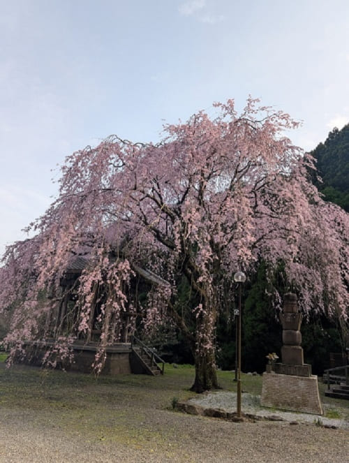 實相院の桜