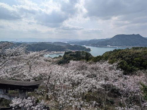 高尾山公園の桜
