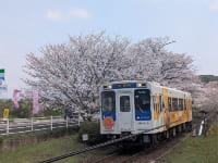浦ノ崎駅の桜並木