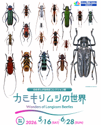 佐賀県立宇宙科学館 ≪ゆめぎんが≫自然史コレクション展「カミキリムシの世界」