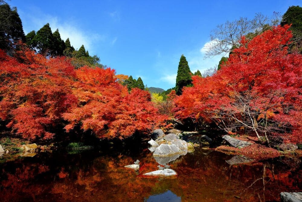 環境芸術の 紅葉