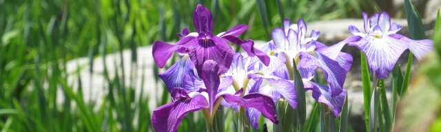 花菖蒲