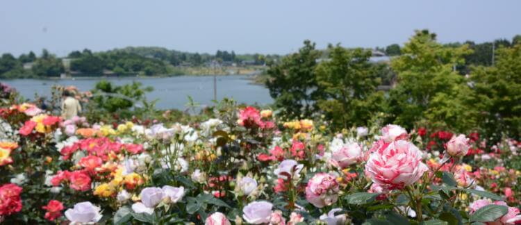 千財農園 バラ園