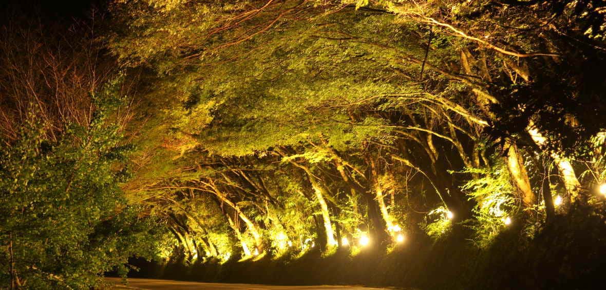 ひさしもみじライトアップ