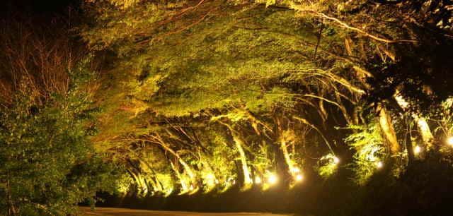 ひさしもみじライトアップ