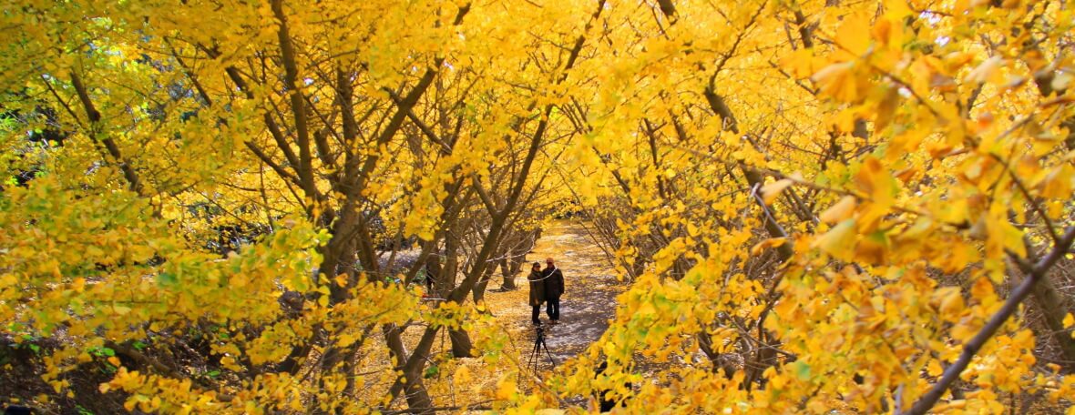 たるみず千本イチョウ