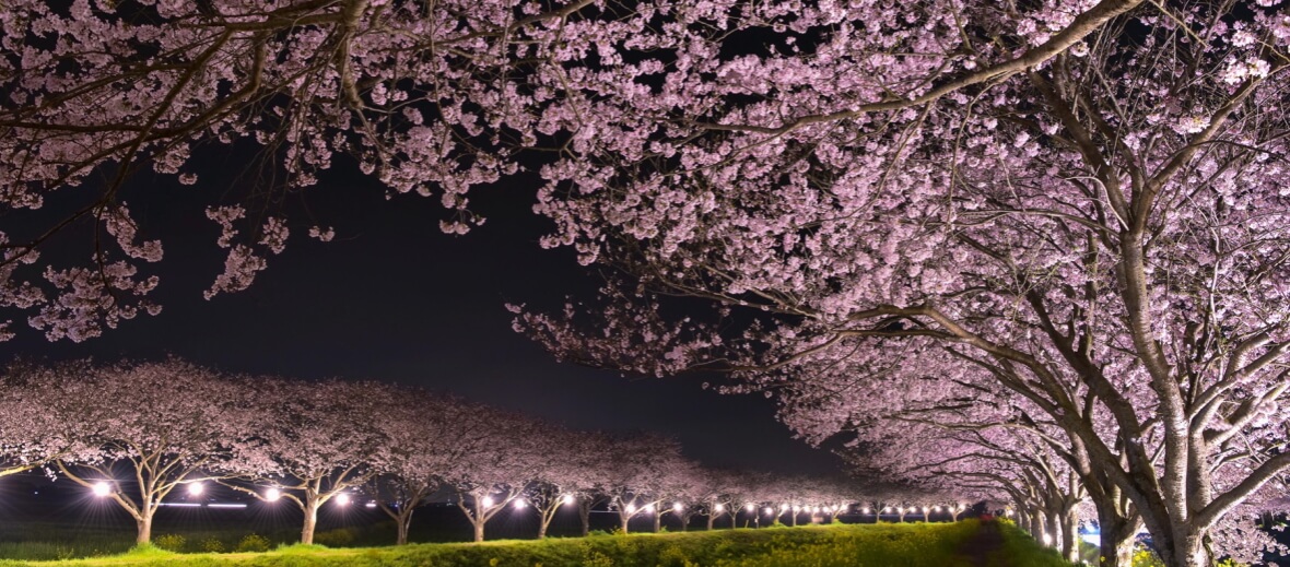 草場川の桜並木 ライトアップ