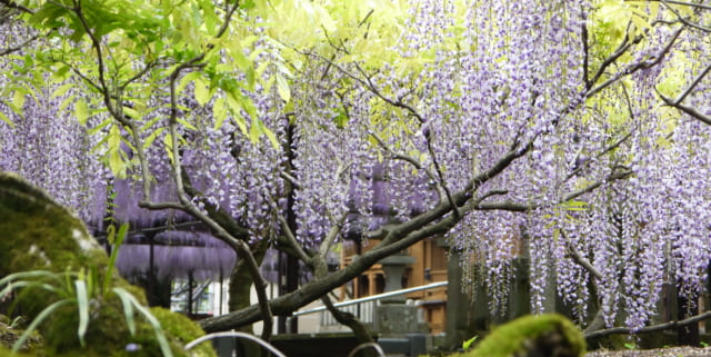素盞嗚神社（八女黒木）のフジ