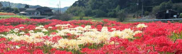 柊野ひがん花