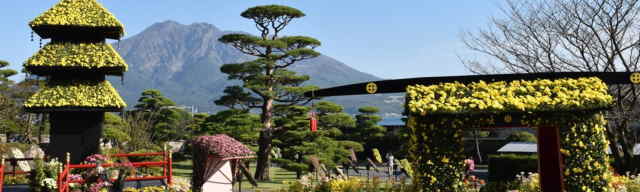 仙巌園 菊まつり