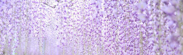 千財農園のフジ