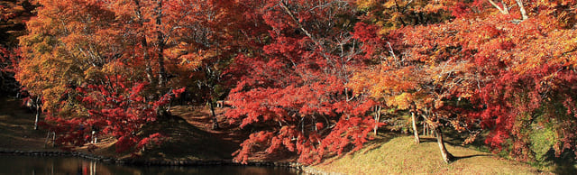 用作公園の紅葉