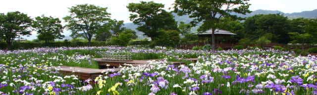 大和花しょうぶ園