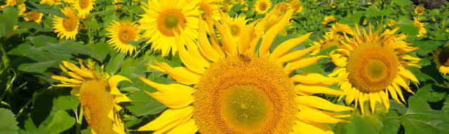 山田ひまわり園