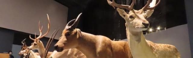 国立科学博物館 巡回展「WHO ARE WE」