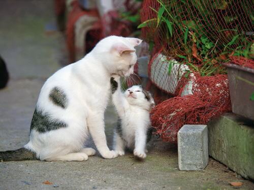 田代島の子ねこ