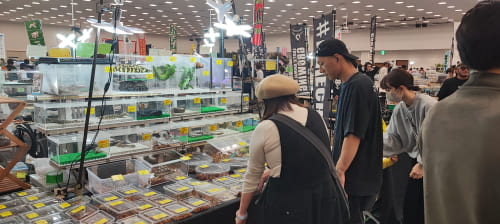 爬虫類フェス