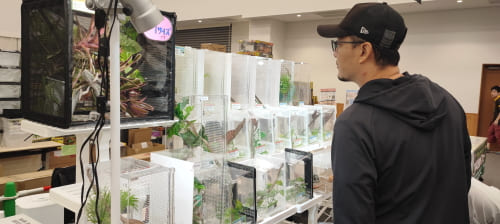 爬虫類フェス