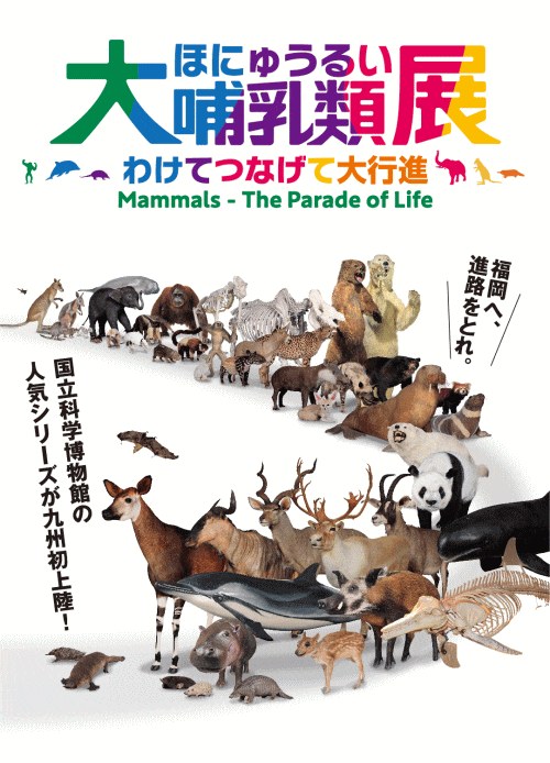 福岡市博物館 大哺乳類展